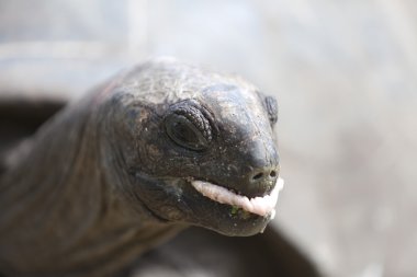 Curieuse Island, Seyşel Adaları, dev bir kaplumbağa closeup
