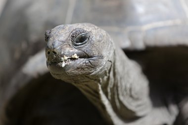 Curieuse Island, Seyşel Adaları, dev bir kaplumbağa closeup