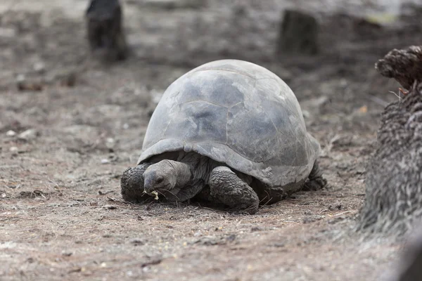 Jätten sköldpaddan på Curieuse island äter banan — Stockfoto
