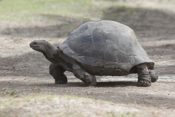 Jätten sköldpaddan på Curieuse island, Seychellerna — Stockfoto