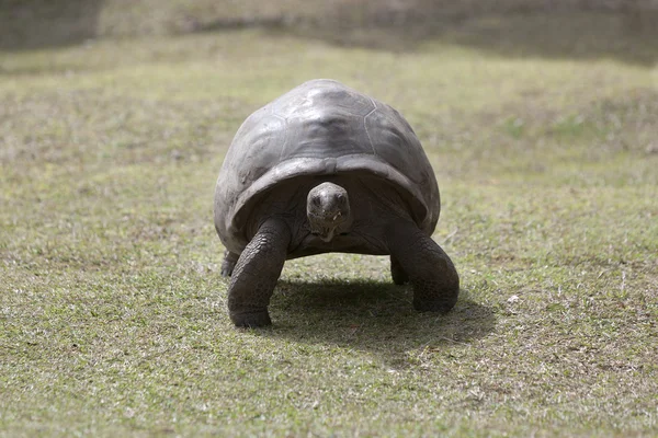 Tartaruga gigante sull'isola di Curieuse, Seychelles — Foto Stock