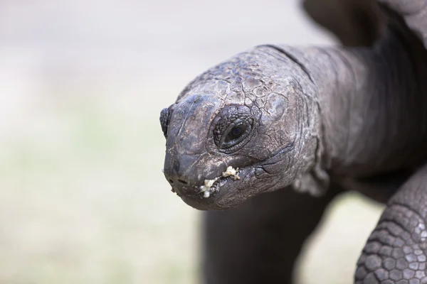 Крупный план гигантской черепахи на острове Куриёз, Сейшелы — стоковое фото