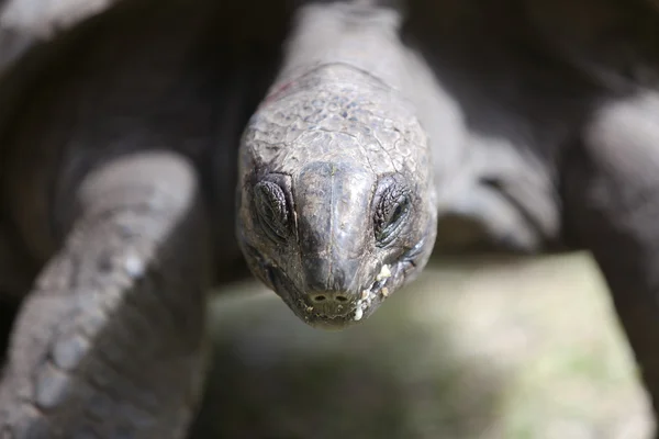 Närbild av en gigantisk sköldpadda på Curieuse Island, Seychellerna — Stockfoto