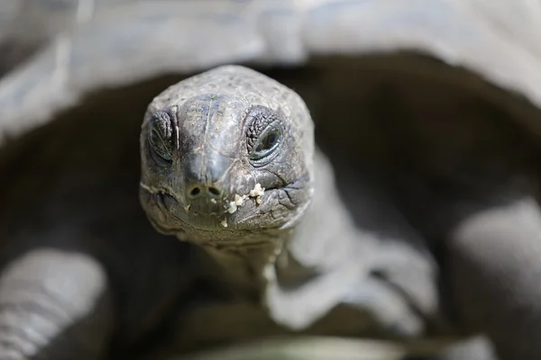 Closeup of a giant tortoise at Curieuse island, Seychelles — Stock Photo, Image