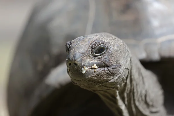 Närbild av en gigantisk sköldpadda på Curieuse Island, Seychellerna — Stockfoto
