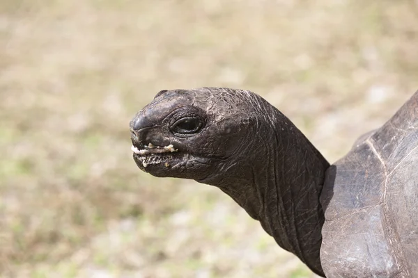 Närbild av en gigantisk sköldpadda på Curieuse Island, Seychellerna — Stockfoto