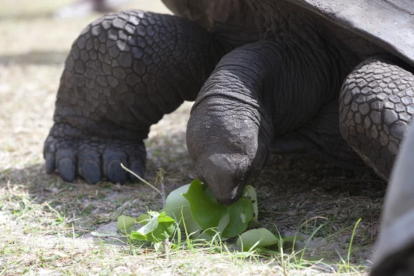 Tartaruga gigante sull'isola di Curieuse che mangia foglie verdi — Foto Stock