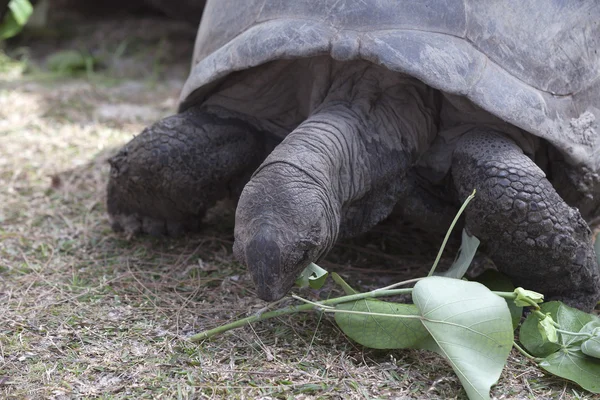 Jätten sköldpaddan på Curieuse island äter gröna blad — Stockfoto