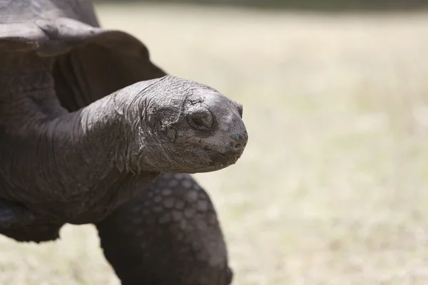 Närbild av en gigantisk sköldpadda på Curieuse Island, Seychellerna — Stockfoto