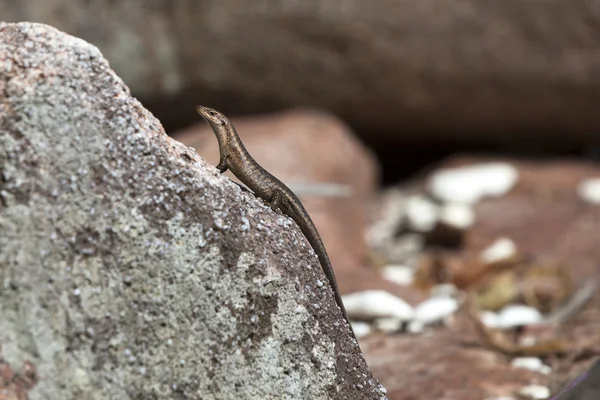 Lagarto tomando el sol en una roca — Foto de Stock