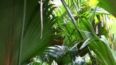 Yeşil palmiye ağaçları closeup