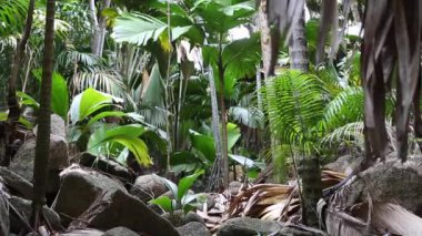 Yabani hurma ağacı orman Praslin Island, Seyşel Adaları