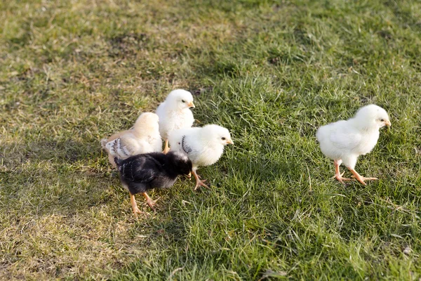 在一片草地上的新生儿鸡 — 图库照片