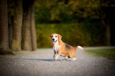 Beagle parkta özgürce koşuyor.