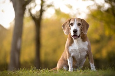 Sonbahar ışığında bir av köpeğinin portresi