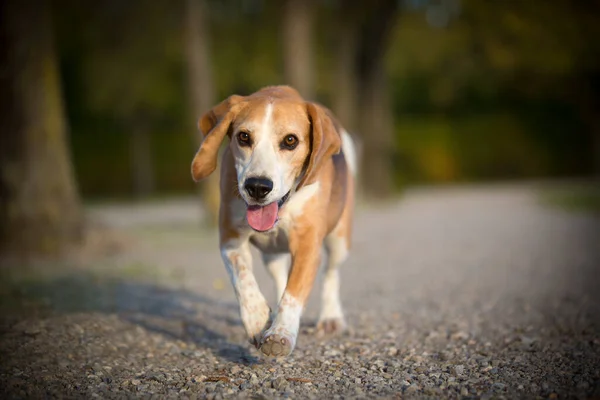 Beagle Corre Libre Parque —  Fotos de Stock