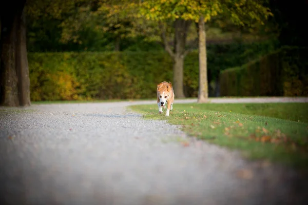 Beagle Runs Free Park — Stock Photo, Image