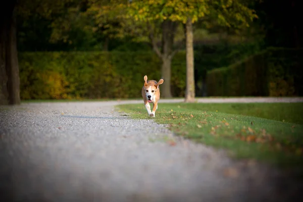 Beagle Biegnie Wolny Parku — Zdjęcie stockowe