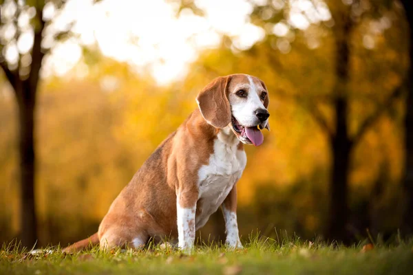 Egy Beagle Dog Portréja Őszi Fényben — Stock Fotó