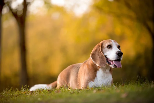 秋の光の中でのビーグル犬の肖像 — ストック写真