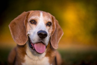 Sonbahar ışığında bir av köpeğinin portresi