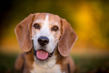 Sonbahar ışığında bir av köpeğinin portresi