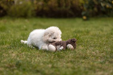 Açık havada bahçede oynayan beyaz kaniş köpek yavrusu