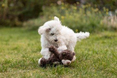 Açık havada bahçede oynayan beyaz kaniş köpek yavrusu