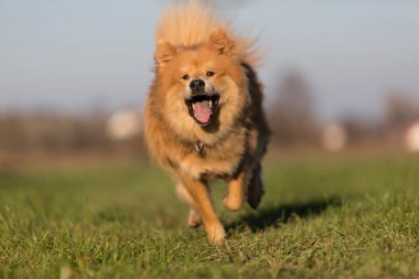 Sonbaharda açık havada Avrasyalı bir köpeğin portresi