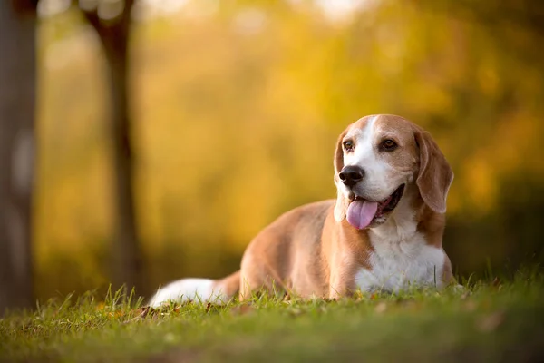 Porträt Eines Beagle Hundes Herbstlichen Licht — Stockfoto