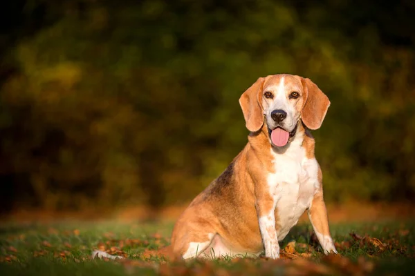 Porträt Eines Beagle Hundes Herbstlichen Licht — Stockfoto