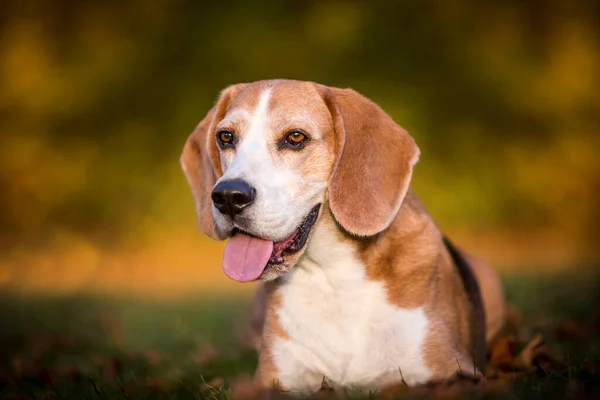 Retrato Cão Beagle Luz Outonal — Fotografia de Stock