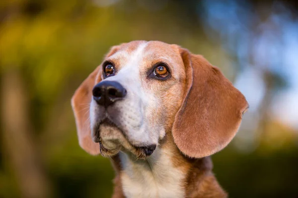 Porträtt Beagle Hund Höstens Ljus — Stockfoto