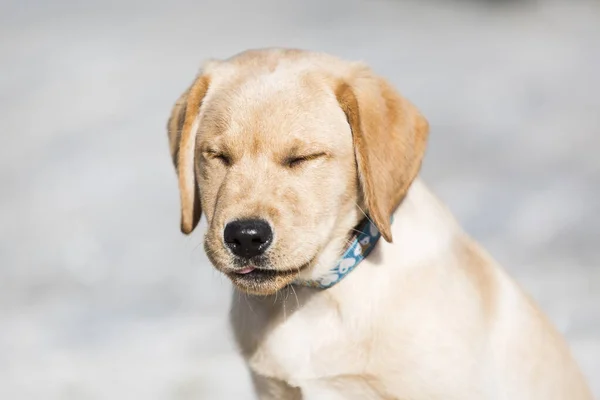 Ung Golden Retriever Valp Spelar Utomhus — Stockfoto