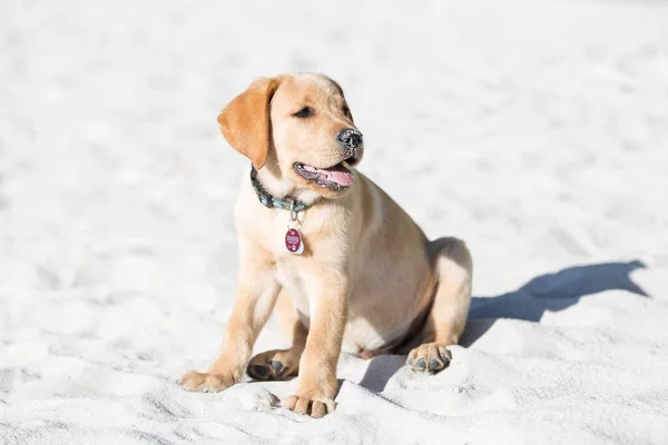 Junger Golden Retriever Welpe Spielt Freien — Stockfoto