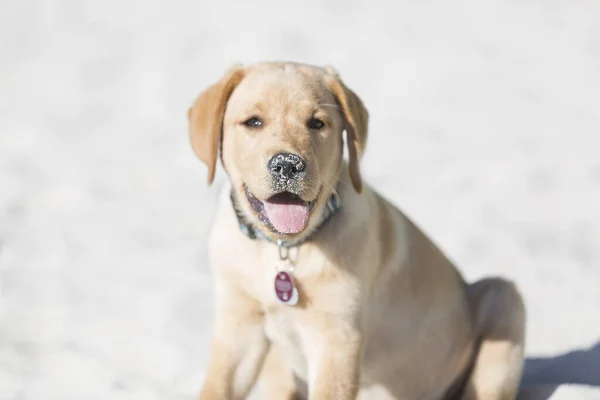 Joven Cachorro Golden Retriever Jugando Aire Libre —  Fotos de Stock