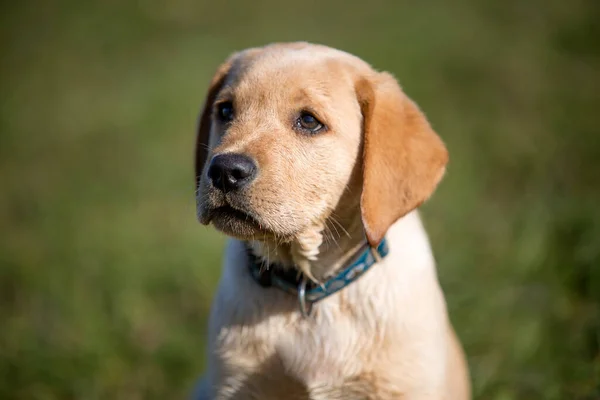 Jonge Golden Retriever Puppy Spelen Buiten — Stockfoto