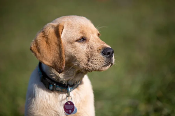 Młody Szczeniak Golden Retriever Świeżym Powietrzu — Zdjęcie stockowe