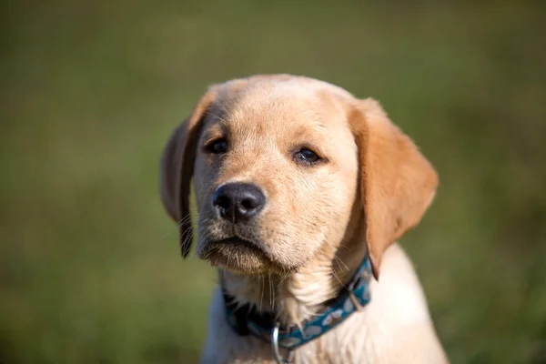 Ung Golden Retriever Valp Spelar Utomhus — Stockfoto