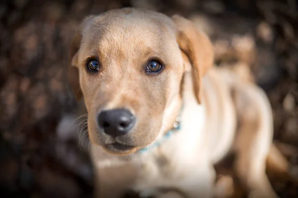 Jovem Cachorro Golden Retriever Brincando Livre — Fotografia de Stock