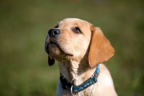 幼小的金毛猎犬在户外玩耍 — 图库照片