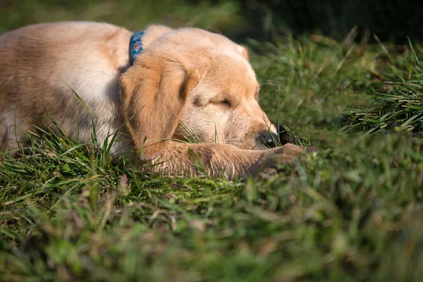 Ung Golden Retriever Valp Spelar Utomhus — Stockfoto