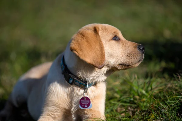 Jovem Cachorro Golden Retriever Brincando Livre — Fotografia de Stock