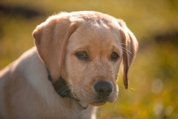 幼小的金毛猎犬在户外玩耍 — 图库照片