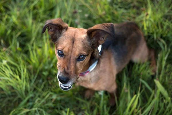 Portrait Terrier Dachshund Mix Outdoors — Stock Photo, Image