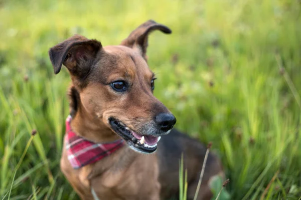 Porträt Eines Terrier Dackel Mischlings Freien — Stockfoto