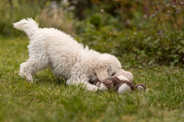 Vit Pudel Valp Leker Trädgården Utomhus — Stockfoto