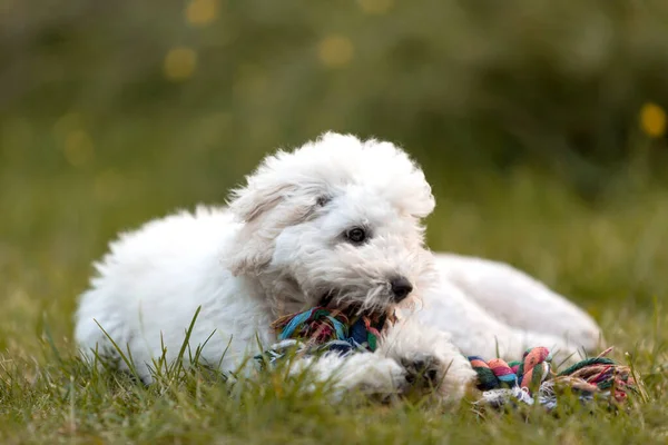 Cucciolo Bianco Che Gioca Giardino All Aperto — Foto Stock