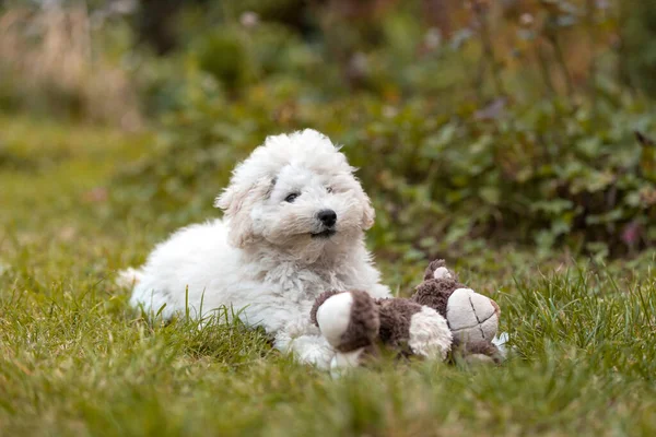 Ritratto Cucciolo Bianco All Aperto — Foto Stock