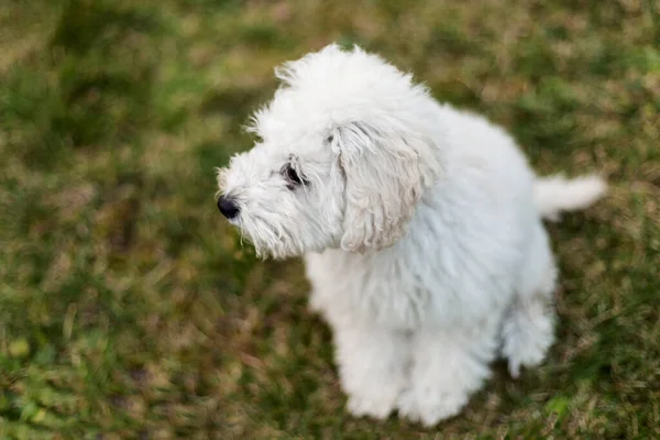 Portrait White Poodle Puppy Outdoors — Stock Photo, Image